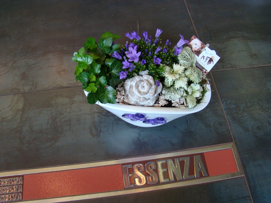 Fotografie Florăria Essenza din galeria Plante decorative