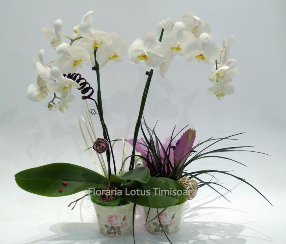 Fotografie Lotus din galeria Aranjamante din plante