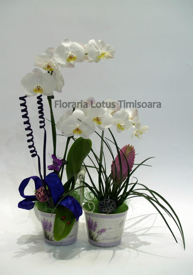 Fotografie Lotus din galeria Aranjamante din plante