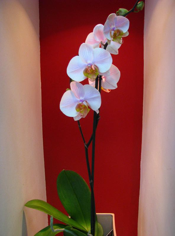 Fotografie Salon des Fleurs din galeria Plante