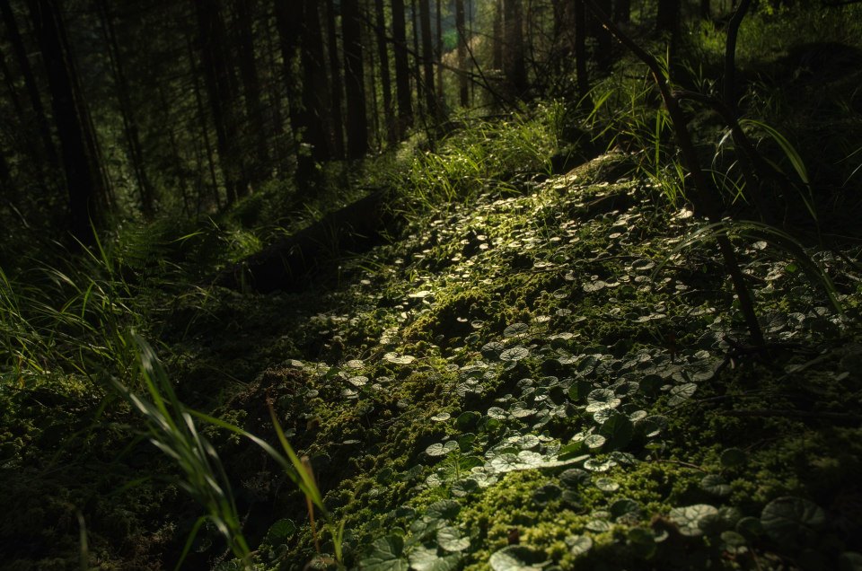 Photo of Fotosapiens from Nature gallery