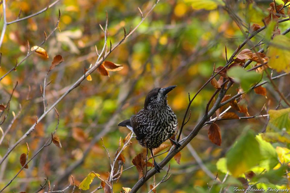 Fotografie Feroiu Alexandru din galeria Nature
