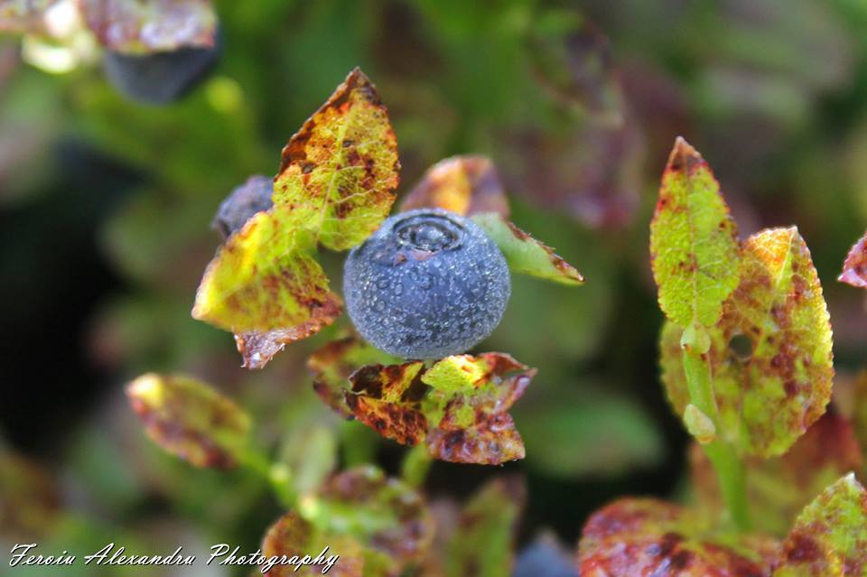 Fotografie Feroiu Alexandru din galeria Nature