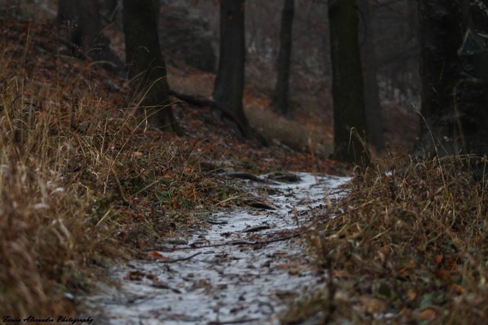 Fotografie Feroiu Alexandru din galeria Nature