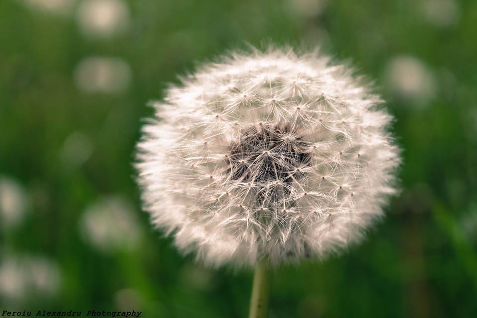 Fotografie Feroiu Alexandru din galeria Nature